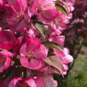 Meet your Posher, Jessie